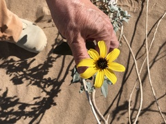 Helianthus niveus tephrodes