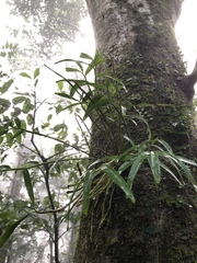 Dendrobium moniliforme
