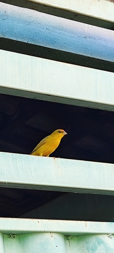 Orange-fronted Yellow-Finch