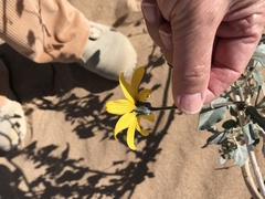 Helianthus niveus tephrodes