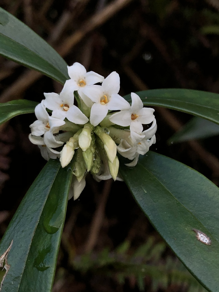 Daphne kiusiana