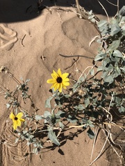 Helianthus niveus tephrodes