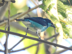 Dacnis lineata