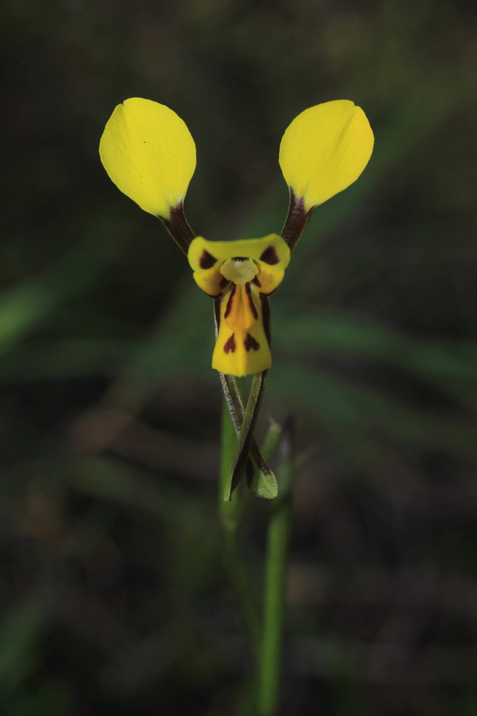one-leaved donkey orchid