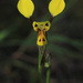 One-leaved Donkey Orchid - Photo (c) gumnutbabies, some rights reserved (CC BY-NC)
