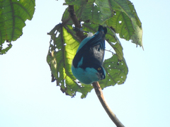 Dacnis lineata