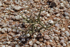 Euphorbia gariepina