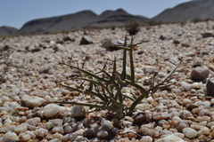 Euphorbia gariepina