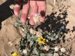Helianthus niveus tephrodes