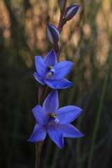 Thelymitra purpurata