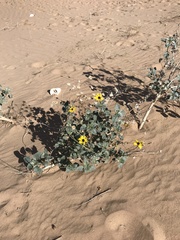 Helianthus niveus tephrodes