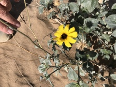 Helianthus niveus tephrodes