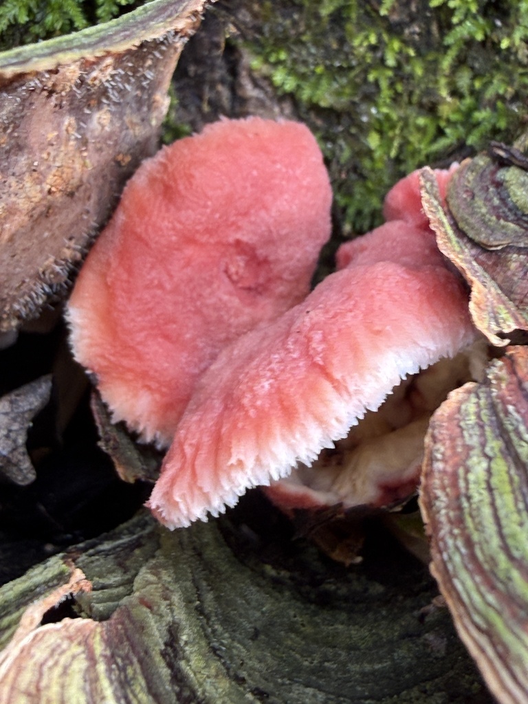 Phlebia incarnata