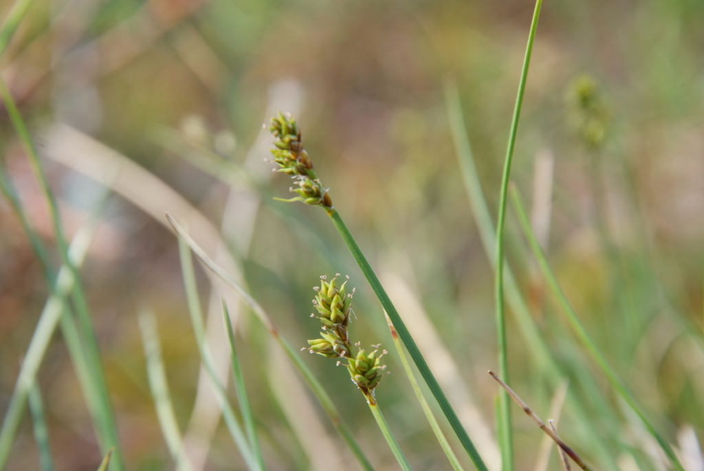 Sea Sedge