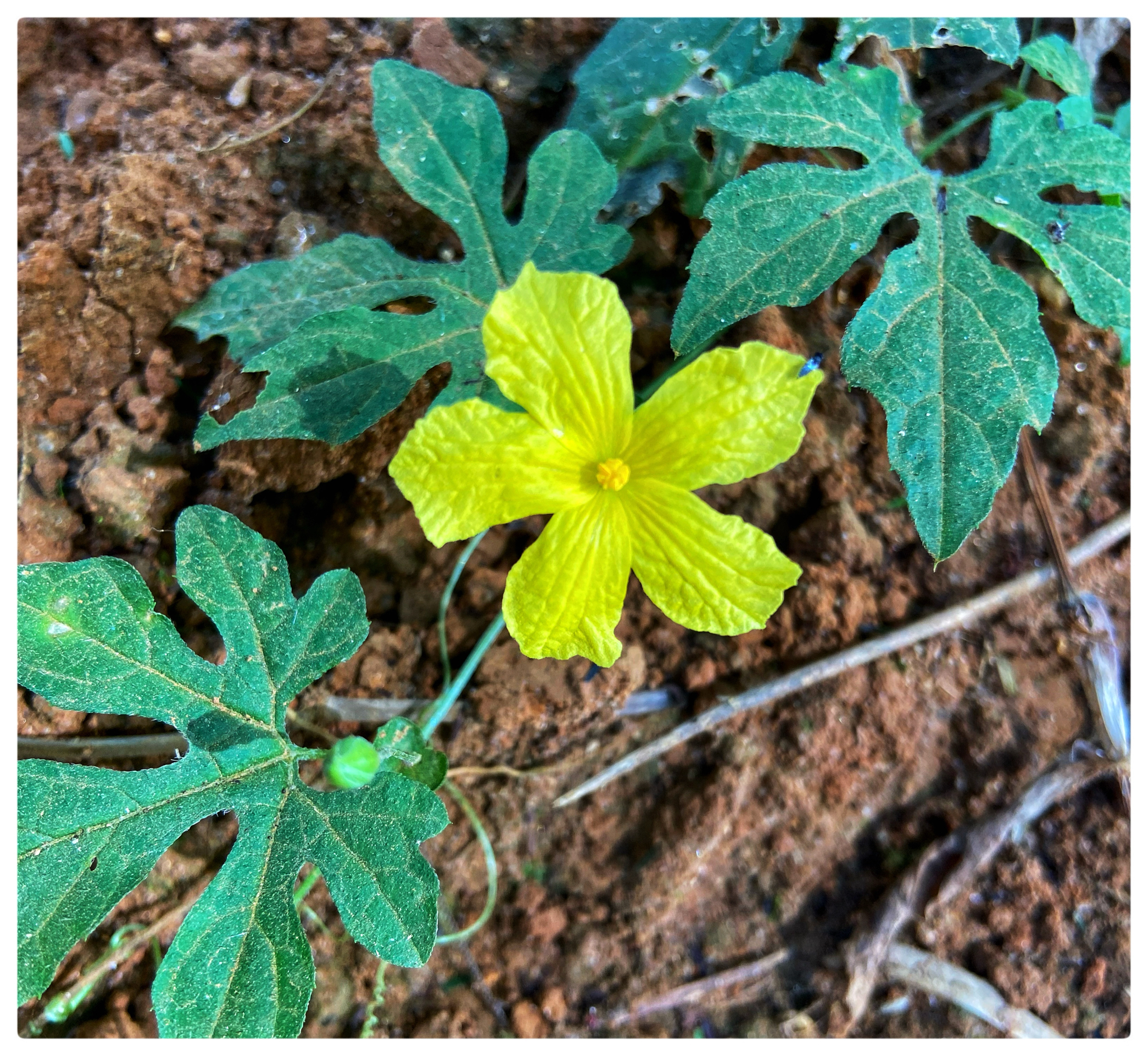 Momordica charantia