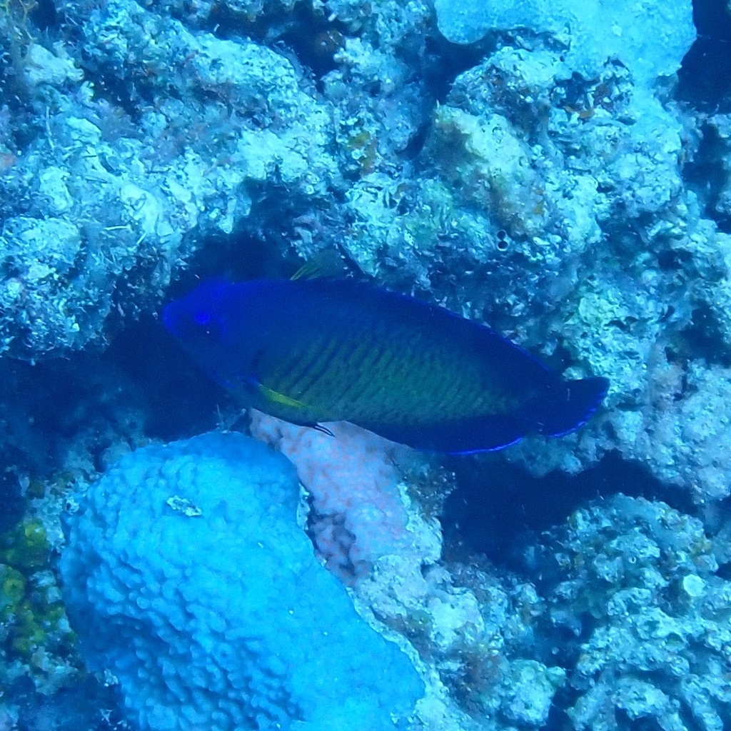 Coral Beauty