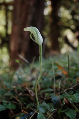Pterostylis hildae