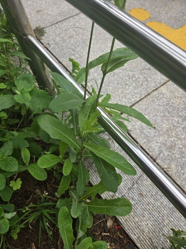 Sonchus brachyotus iNat (3)
