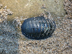 Chiton magnificus