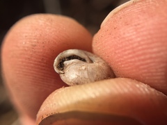 Euchemotrema leaii