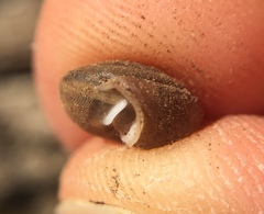 Euchemotrema leaii