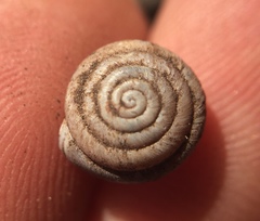 Euchemotrema leaii