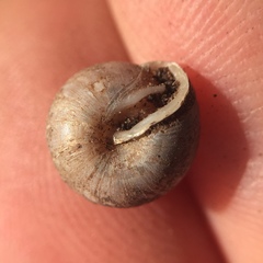 Euchemotrema leaii