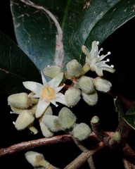 Acronychia pubescens