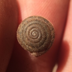 Euchemotrema leaii
