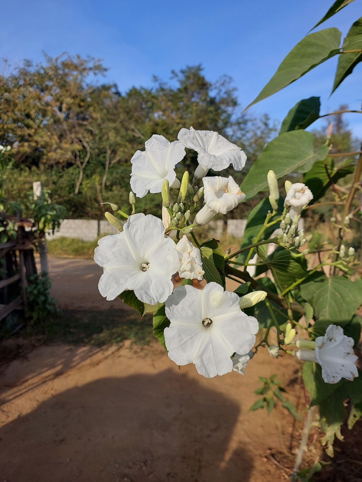 Ipomoea carnea