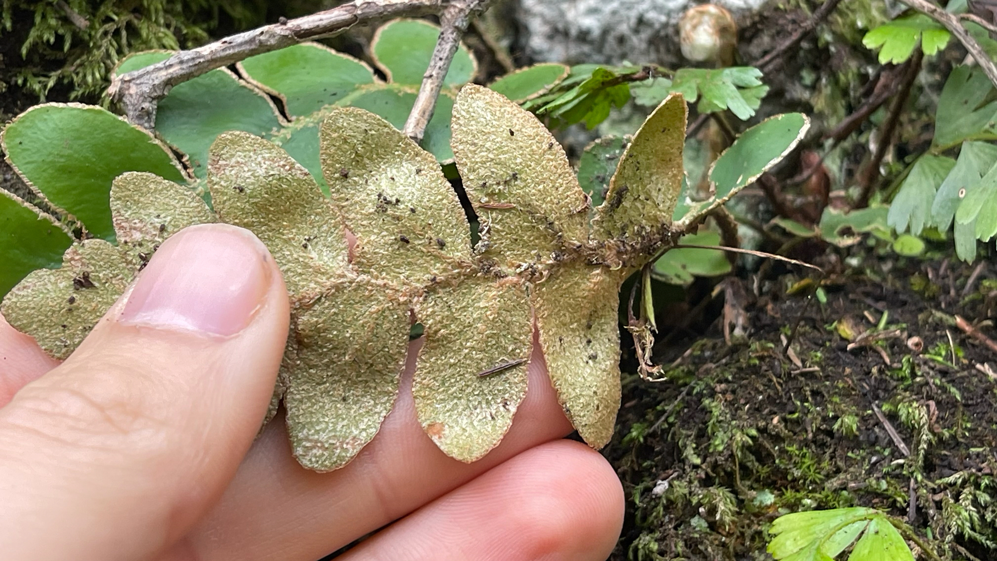 Asplenium aureum