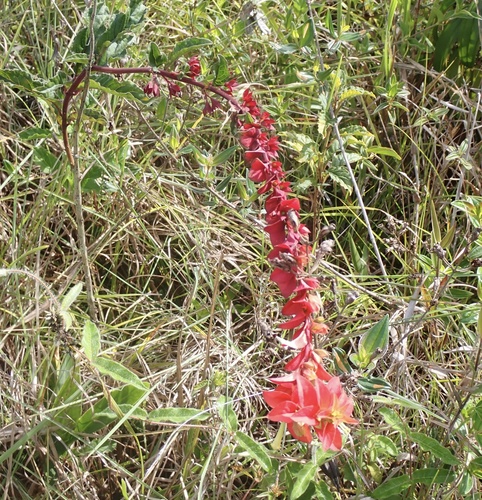 Amasonia campestris (Amasonia campestris)