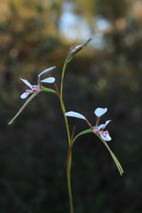 Diuris alba