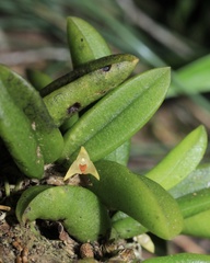 Bulbophyllum shepherdii