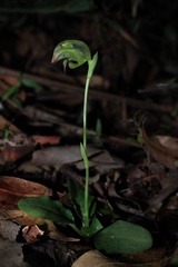 Pterostylis hispidula
