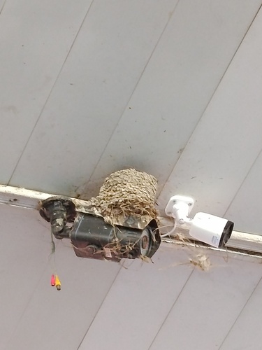Barn Swallow