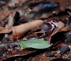 Corybas unguiculatus