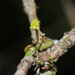 Taeniophyllum muelleri - Photo (c) gumnutbabies, algunos derechos reservados (CC BY-NC)