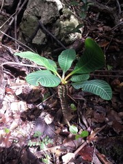 Euphorbia leuconeura image