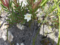 Cyrtanthus leucanthus