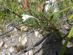 Cyrtanthus leucanthus