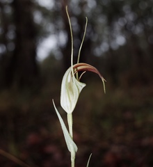 Pterostylis grandiflora