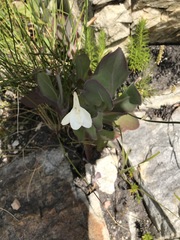 Cyrtanthus leucanthus