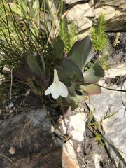 Cyrtanthus leucanthus