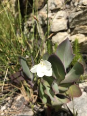 Cyrtanthus leucanthus