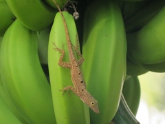 Anolis stratulus