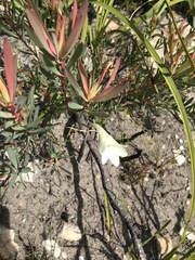 Cyrtanthus leucanthus