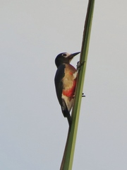 Melanerpes portoricensis