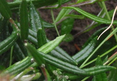 Athrixia heterophylla