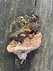 Aurantiporus croceus